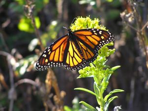 A black and orange monarch butterfly sitting on a flower. 
