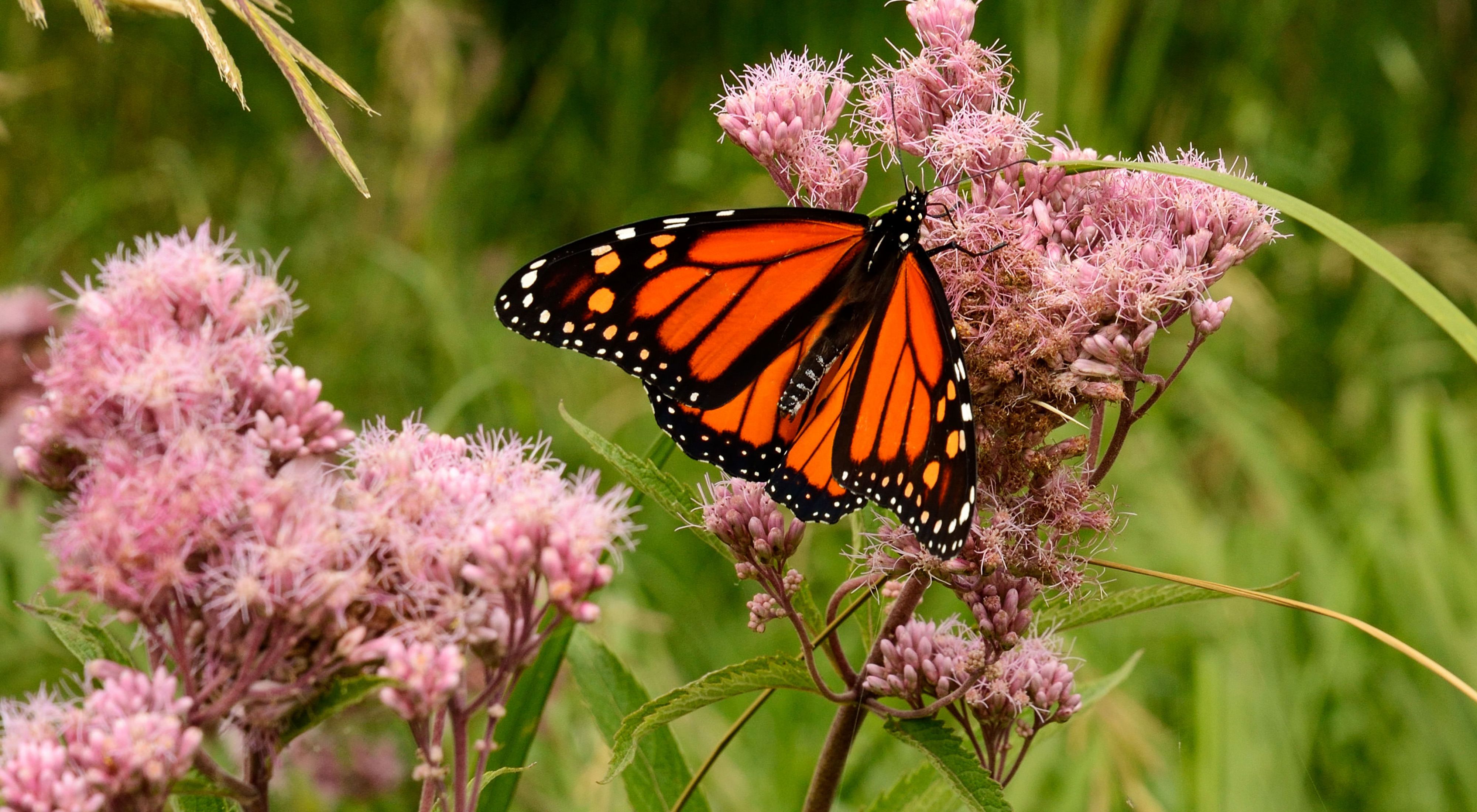 Orange and black monarch butterfly with wings spread on a light pink prairie wildflower Joe pye-weed.