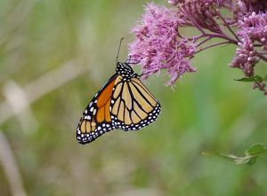 An orange butterfly resting on a purple plant.