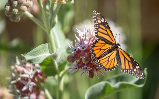 A monarch butterfly with outspread wings on a flowering plant.