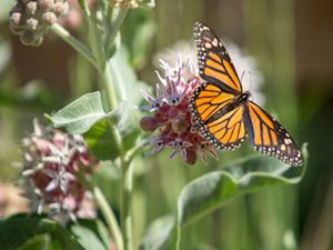 Monarch butterfly at River Fork Ranch Preserve in the Carson Valley, NV.