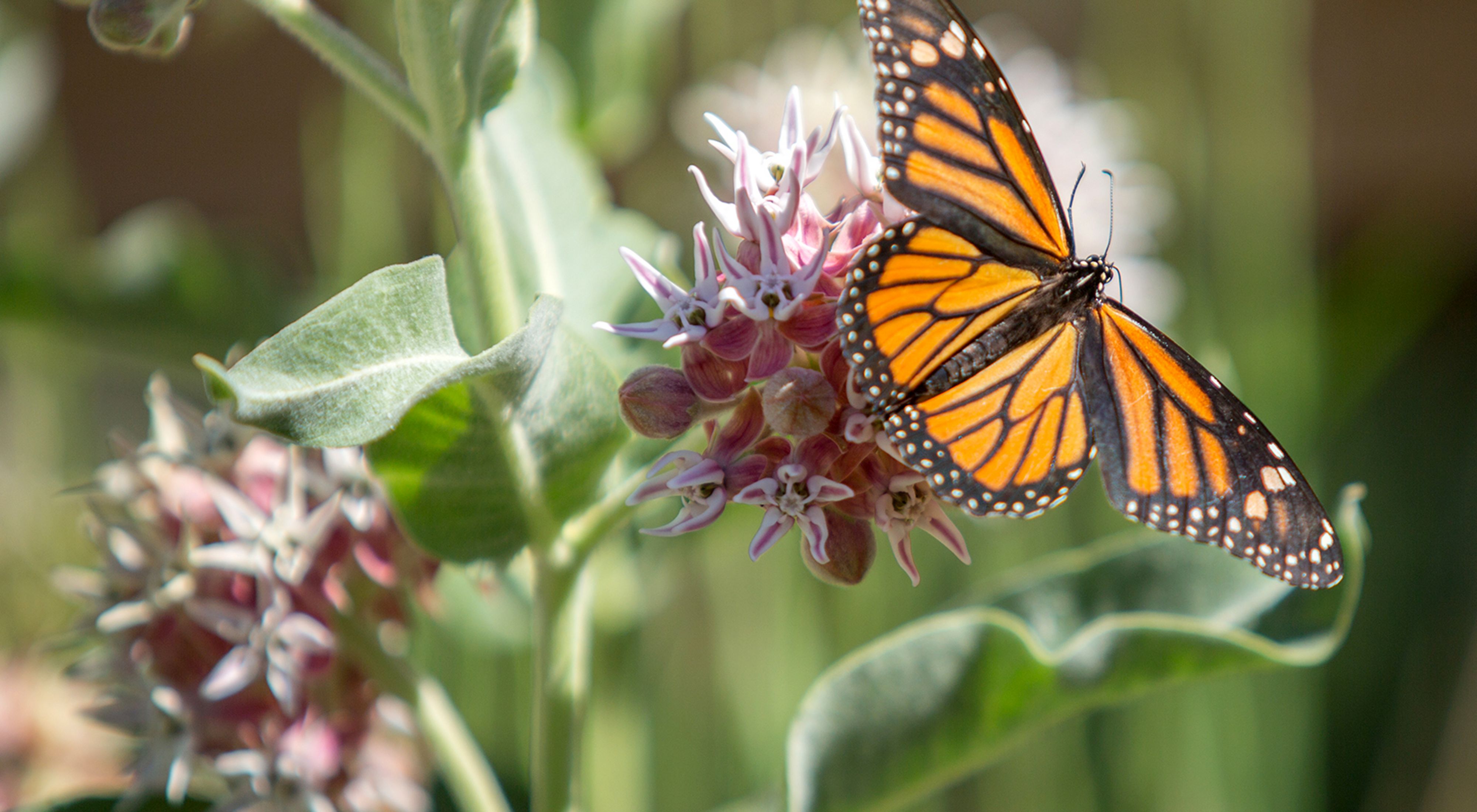 Close up of monarch butterfly on milkweed.