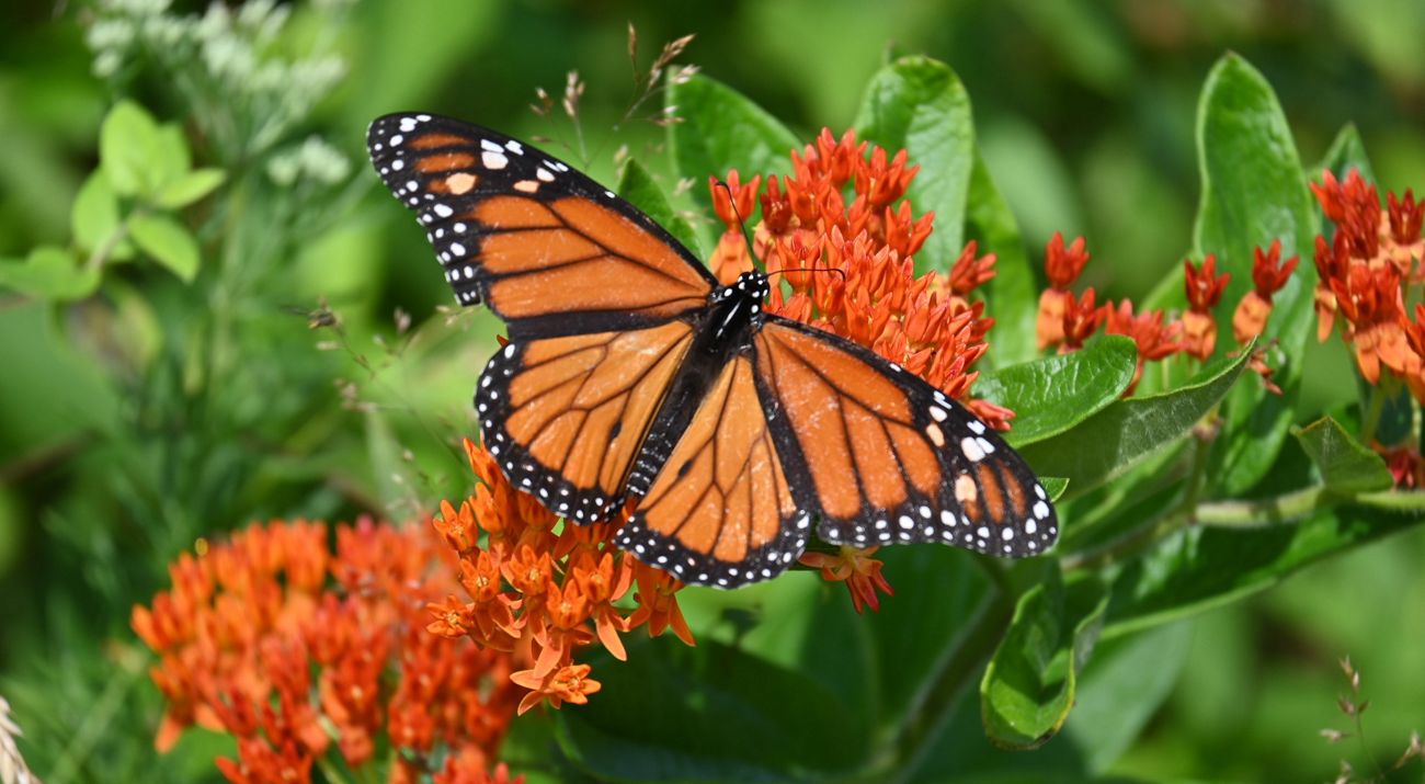 Monarch butterfly on plant.