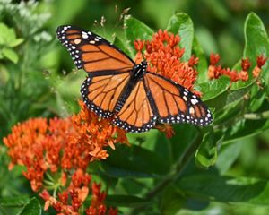 Monarch butterfly on milkweed plant.