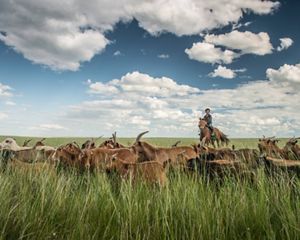 A person on a horse in a grass field with cattle.