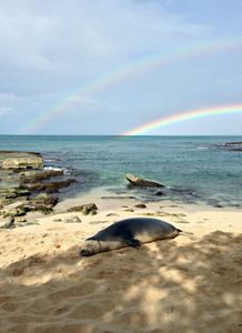 A monk seal lounging on a beach with a double rainbow in the background.