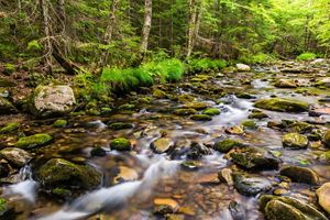 a stream flows through a forest.