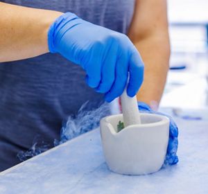 A gloved hand mashes a sample of Eastern hemlock in a dish for genetic analysis.