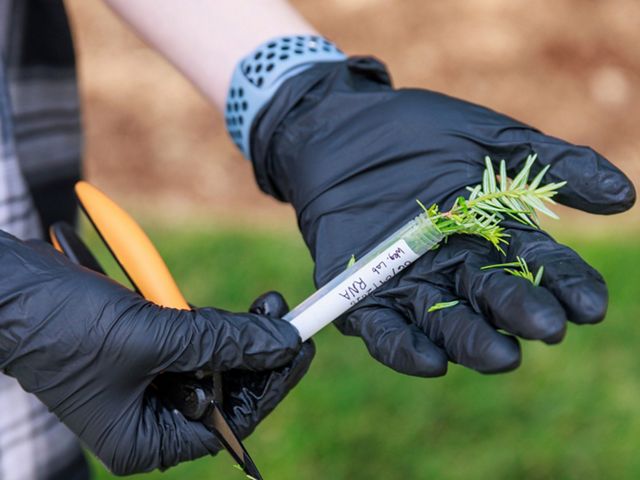 Gloved hands hold a sample of Eastern hemlock being placed in a vial for genetic analysis.
