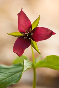 A red purple flower blooms against large green leaves along the Kittatinny Ridge.