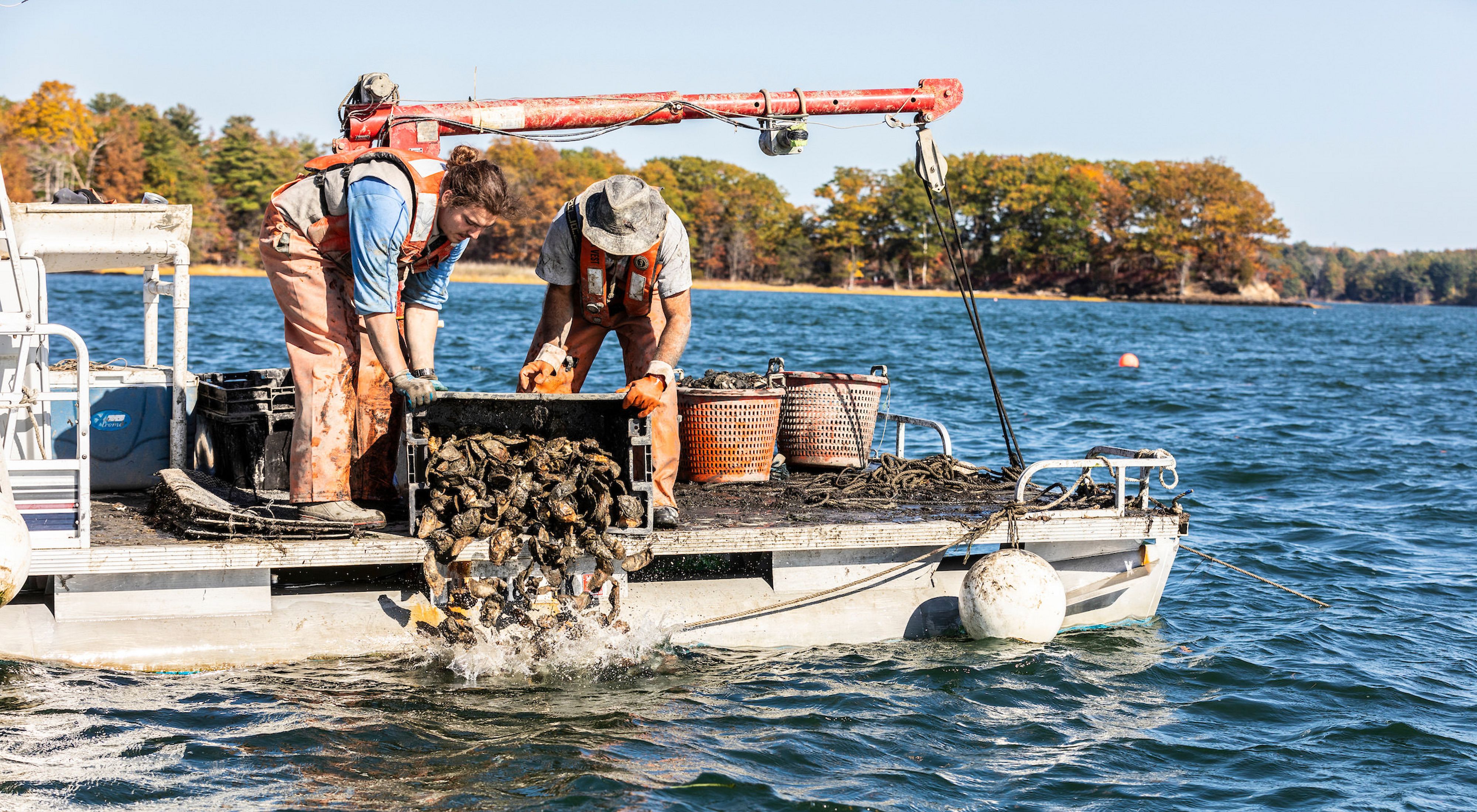 Brian Gennaco (right) of the Virgin Oyster Company and an employee add oysters to a restoration reef as part of the Supporting Oyster Aquaculture and Restoration (SOAR) program. Great Bay in Durham, New Hampshire.