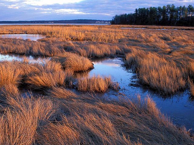 Landscape view looking out across a salt marsh, with streams meandering through golden grasses; a forest is in the far distance.
