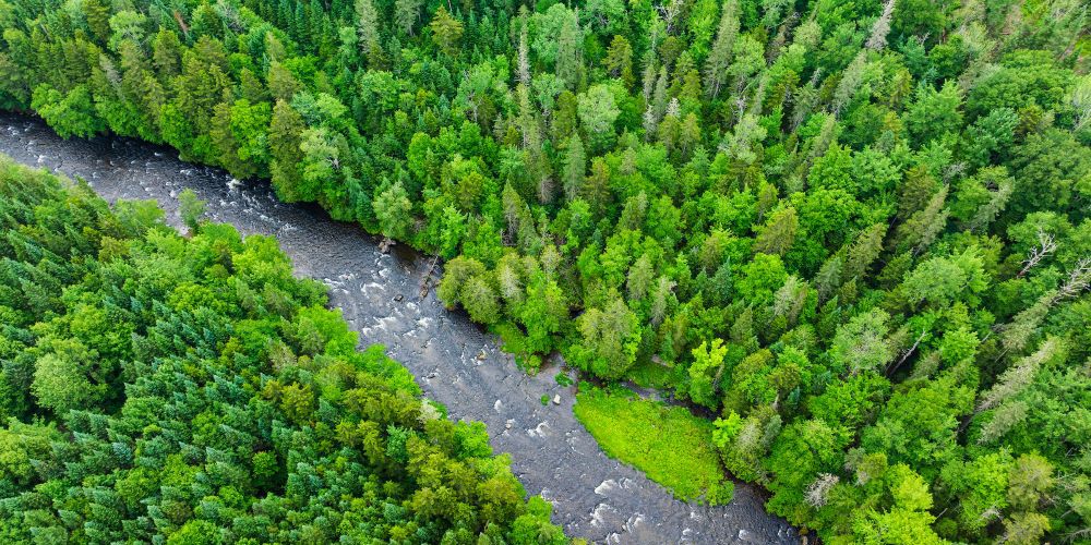 Aerial view of a river and forest.
