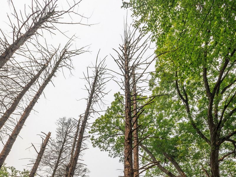 Dead and dying Eastern hemlocks in New York's Mohonk Preserve.