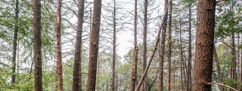 A photo of a group of trees and greenery.