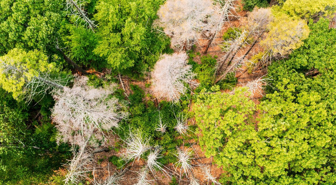 an aerial view of trees that have died due to invasive species.