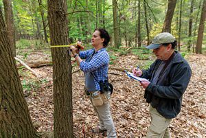 Two people examine an Eastern hemlock tree.