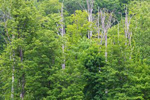 Dead ash in a New York forest.