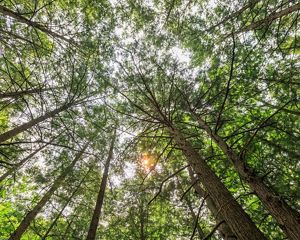 Sunlight filters through the high, towering branches of dead tall Eastern hemlock in a New York forest.