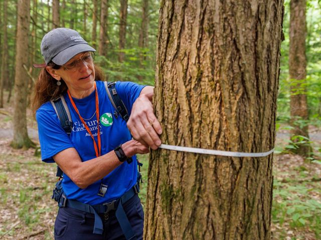 A woman measures the girth of an Eastern hemlock tree in upstate New York.