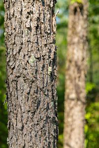 A closeup of the bark of a black ash.