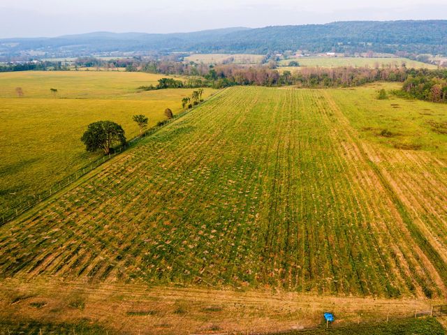An aerial photo of an American elm plantation in Benson, Vermont, showing hundreds of potentiall disease-resistant elms.