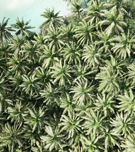 Green variegated leaves grow in a large group.