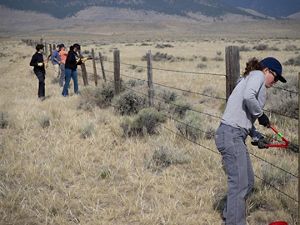 Several people use large bolt cutters to remove barbed wire fencing in a scrubby landscape.