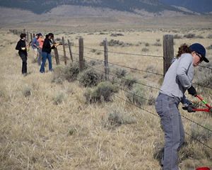 Several people use large bolt cutters to remove barbed wire fencing in a scrubby landscape.