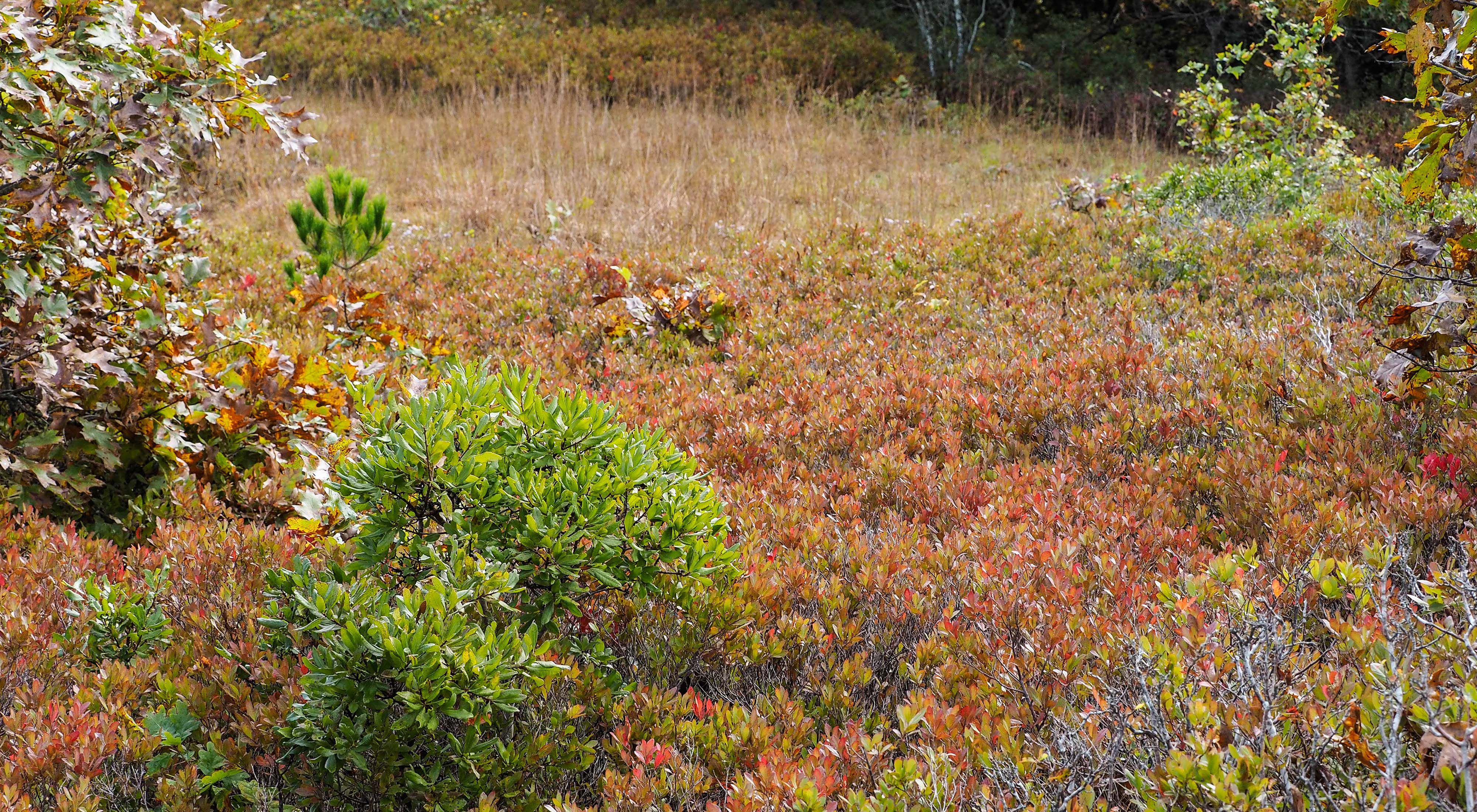 Maritime grassland with colorful shrubs and bushy plant.