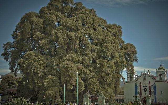 Large tree.