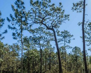 A 200-year-old longleaf pine at TNC's Moody Forest Preserve in Georgia. 