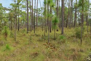 25 Years of Protection and Partnership at Moody Forest