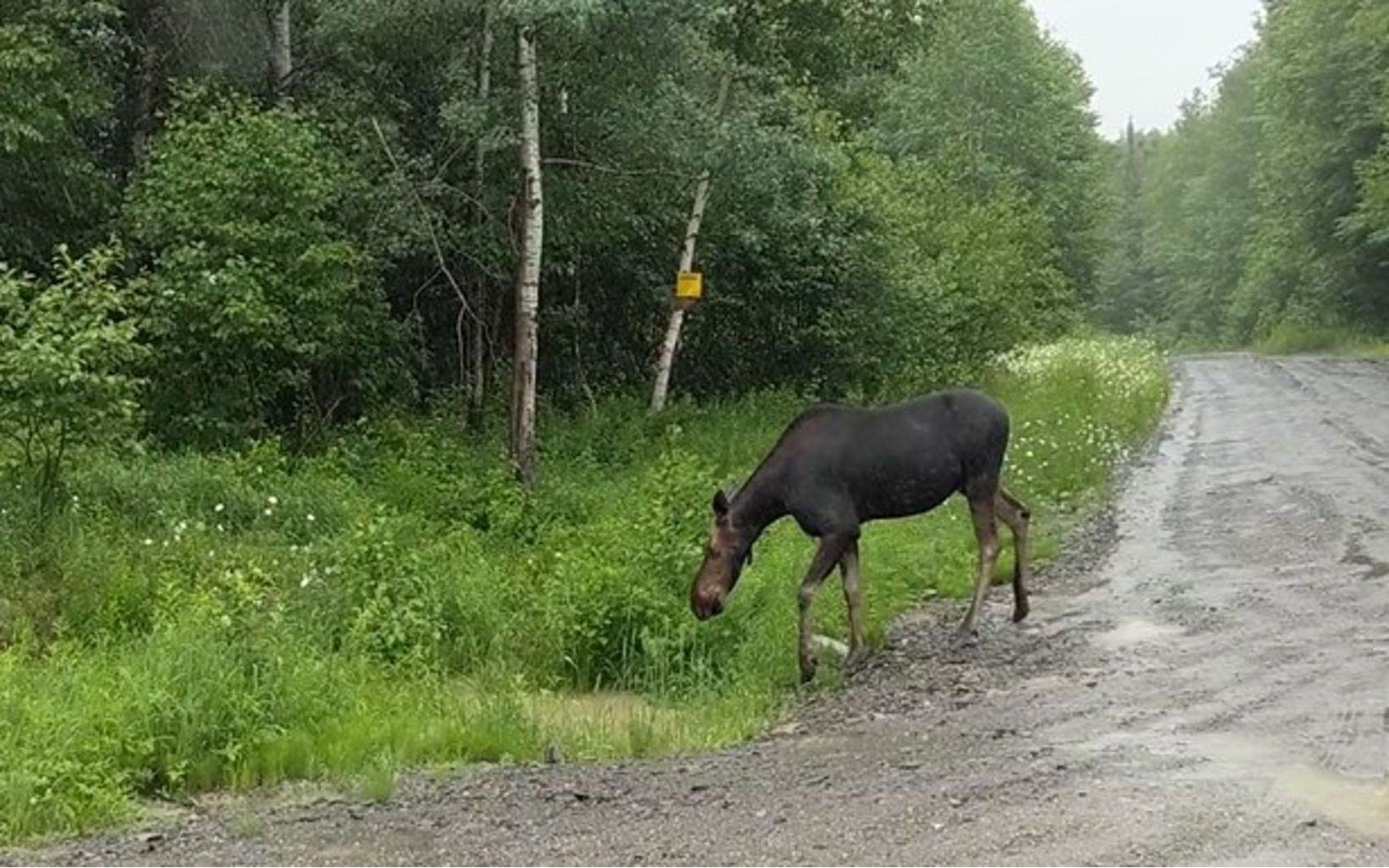 A lone moose munches on grasses at the edge of a trail.