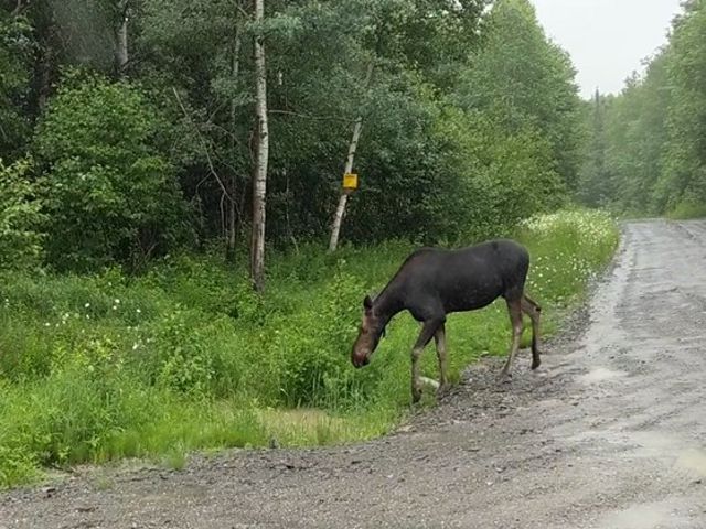 A moose steps towards the wooded shoulder on a gravel road.