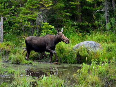 A moose walking through a forest.