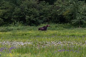 A moose walks through a green forested landscape. Some purple flowers can also be seen in the foreground.