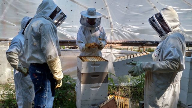 Four people dressed in beekeeping garb tend to a beehive as bees buzz around them.
