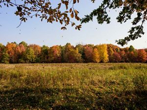 A field ringed in trees showing fall foliage at Morgan Swamp Preserve.
