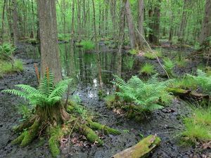 Vernal pools amid a forest of trees and ferns.