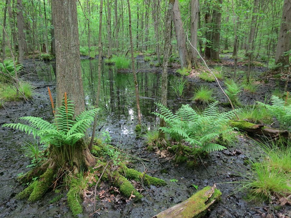 Explore How TNC is Working to Protect Vernal Pools
