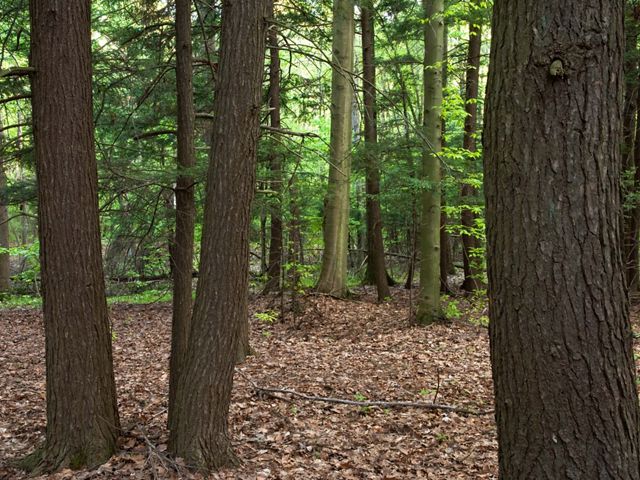 Looking through a stand of hemlock trees with delicate, green, fern-like foliage and dark brown tree trunks.