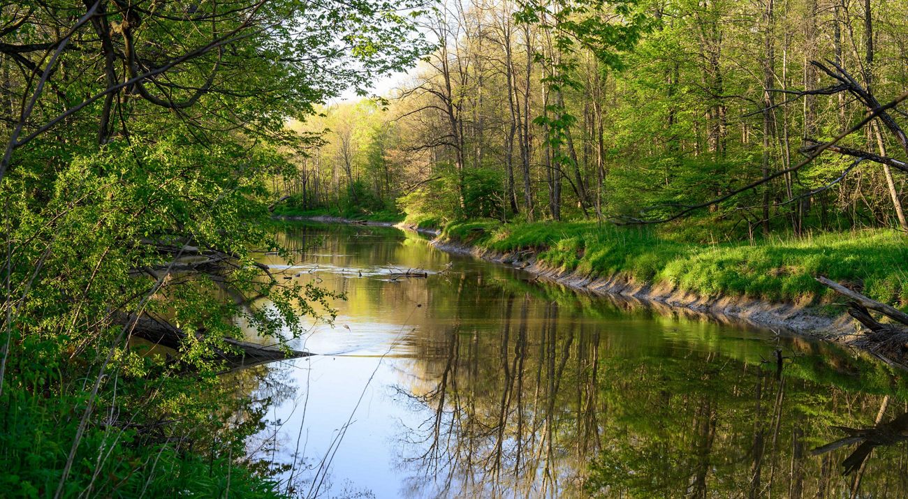 A shallow, still stream with green, tree-lined banks.