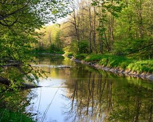 A shallow, still stream with green, tree-lined banks.