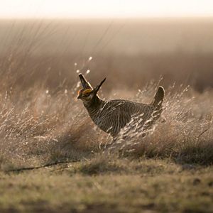 A prairie chicken walking through grasslands.