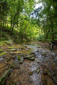 Shallow rock-filled creekbed.