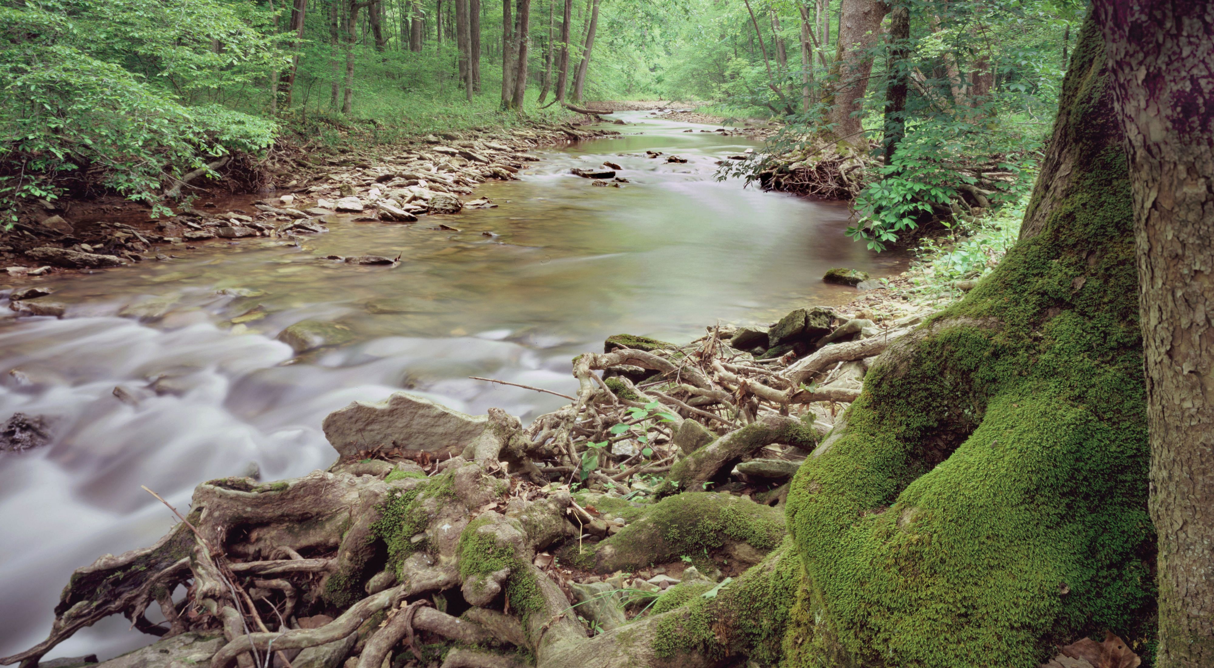 Creek running through lush forest with moss-covered tree trunks.