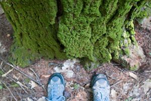 A tree covered in moss and two hiking boots.