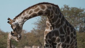 A mother giraffe nuzzles a baby giraffe in Etosha Park, in Namibia in June 2018.