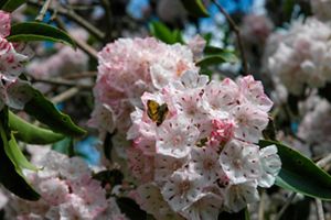 A small skipper buttferfly is pollinating a mountain laurel flower. 